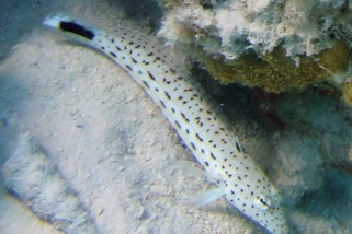 Parapercis hexophtalma - Schwanzfleck-Sandbarsch